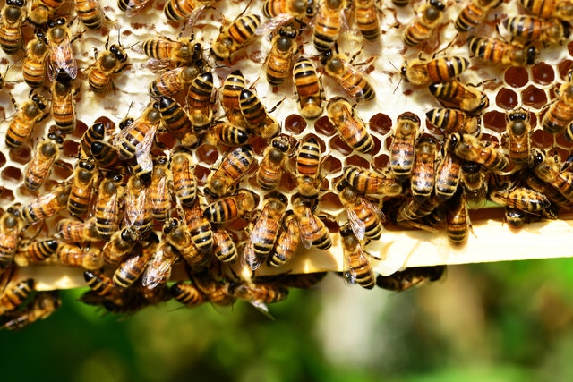 îngrijire albine iarna